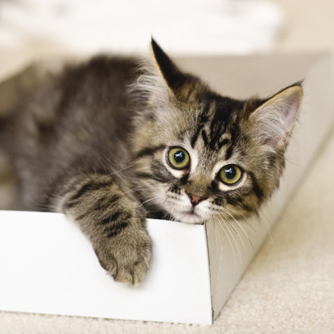 Katze Nassfutter Futterumstellungspaket Katze 1 Paket -6- Anifit